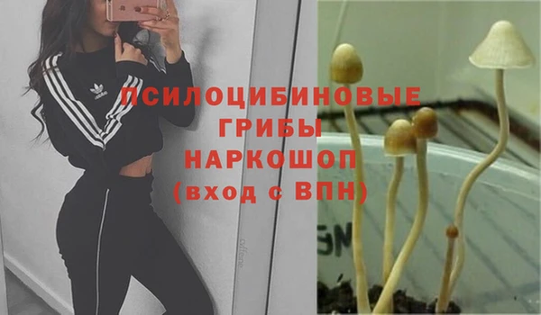 сатива Михайловка